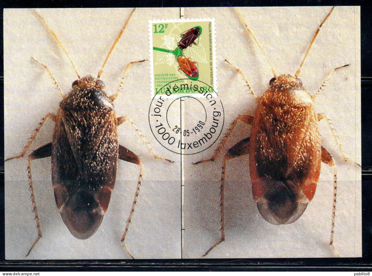 LUXEMBOURG LUSSEMBURGO 1990 NATURALISTS' SOCIETY CENTENARY PSALLUS PSEUDOPLATANI 12fr MAXI MAXIMUM CARD - Maximum Cards