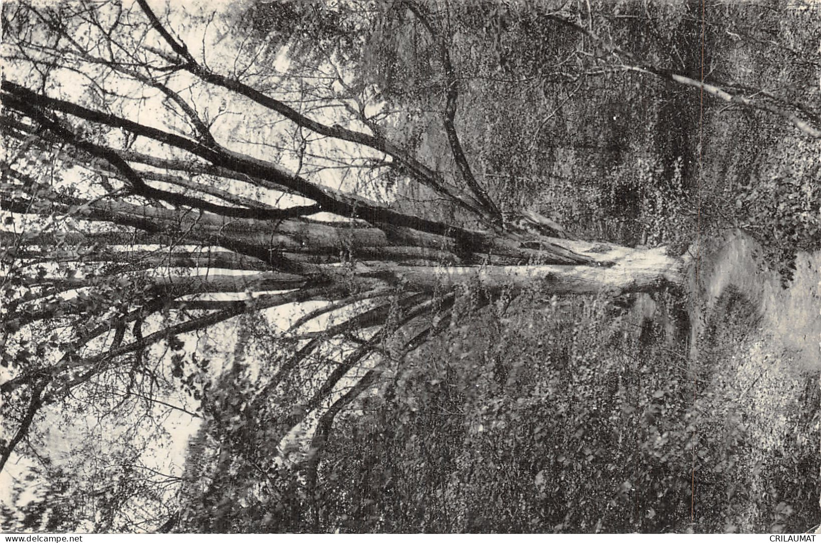 77-FONTAINEBLEAU LA FORET-N°T5101-G/0087 - Fontainebleau