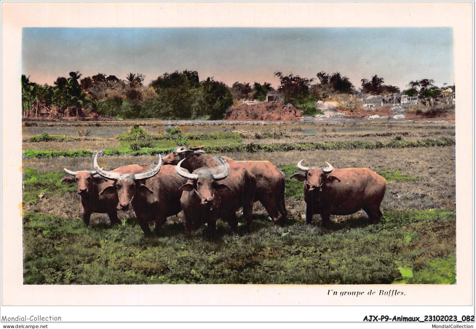 AJXP9-0929 - ANIMAUX - Un Groupe De Buffles - Taureaux