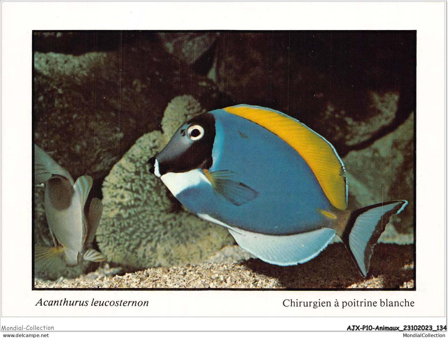 AJXP10-1041 - ANIMAUX - POISSONS CORAILLIENS - Acanthurus Leucosternon - Chirurgien A Poitrine Blanche - Poissons Et Crustacés