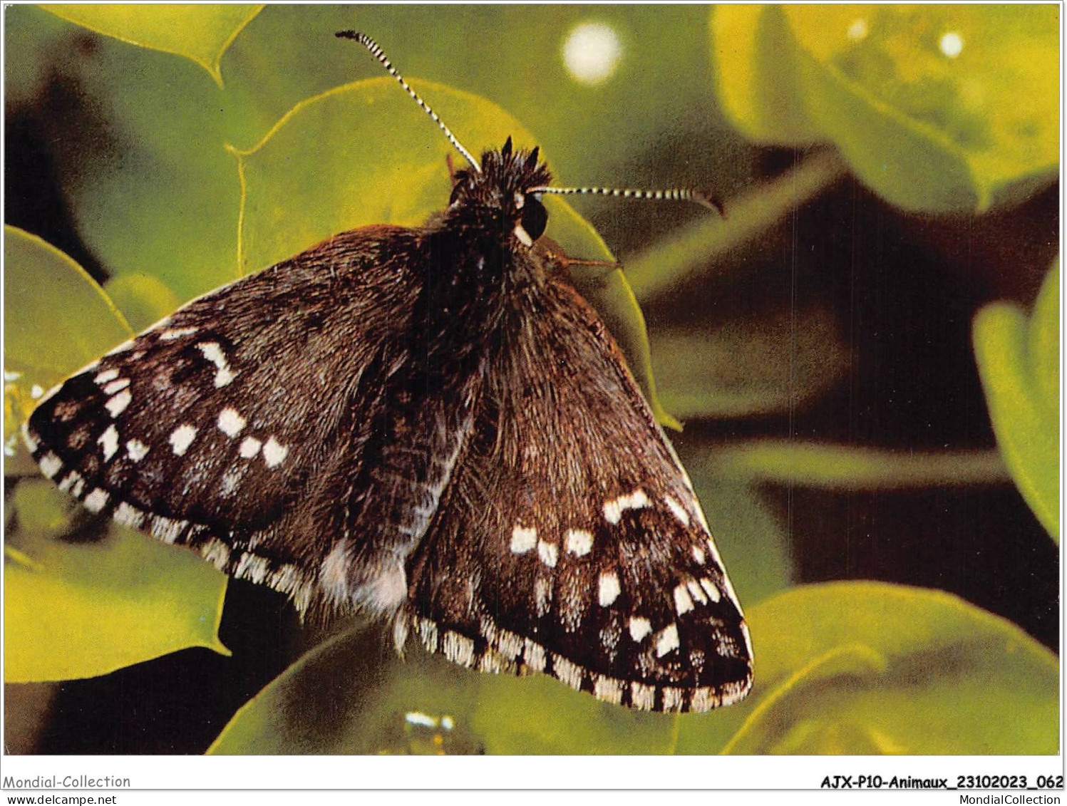 AJXP10-1005 - ANIMAUX - Pyrgus Sidae Esp - Dickkopffalter - Butterflies