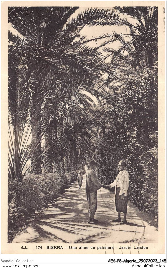 AESP8-ALGERIE-0752 - BISKRA - Une Allée De Palmiers - Jardin Landon  - Biskra