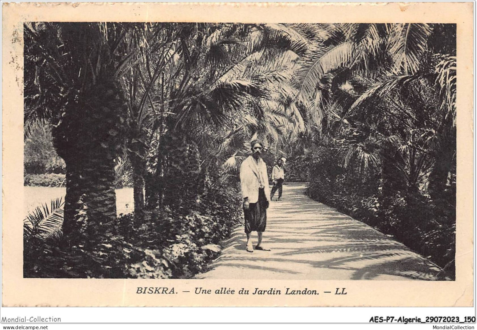 AESP7-ALGERIE-0648 - BRISKRA - Une Allée Du Jardin Landon  - Biskra