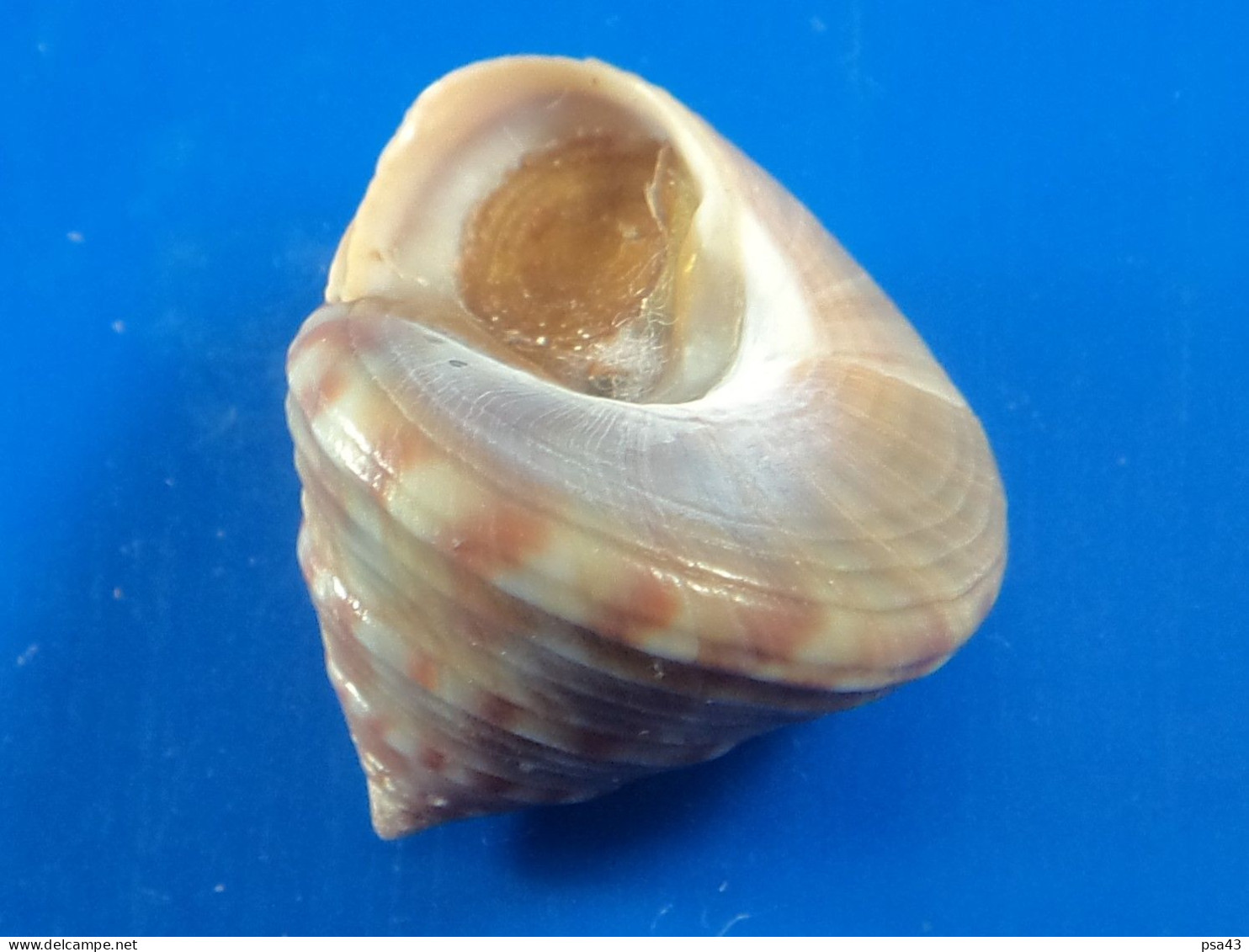 Calliostoma Zizyphinum Manche (St-Malo) 21,4mm F+++ WO N9 - Seashells & Snail-shells