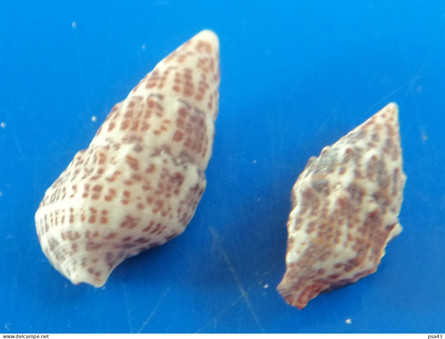 Cerithium Litteratum (X2) Caraïbes (Ancon) 16,1 Et 21,1mm N9 - Coquillages