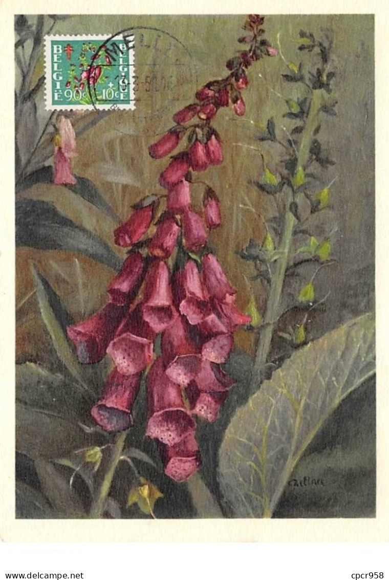 1951 .carte Maximum .belgique .102649 .scrophulariaceae .cachet Melle . - 1934-1951