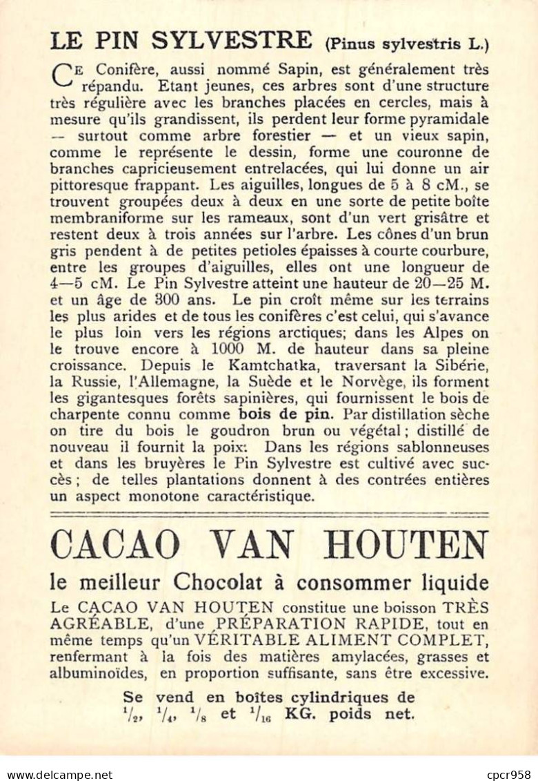 CHROMOS.AM22722.Cacao Van Houten.10x14 Cm Env.Pin Sylvestre (Pinus Sylvestris).Rameau Avec Cône.Pomme De Pin - Van Houten