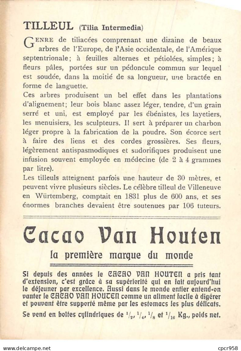CHROMOS.AM22726.Cacao Van Houten.10x14 Cm Env.Tilleul (Tilia Intermedia).Rameau Fleuri - Van Houten