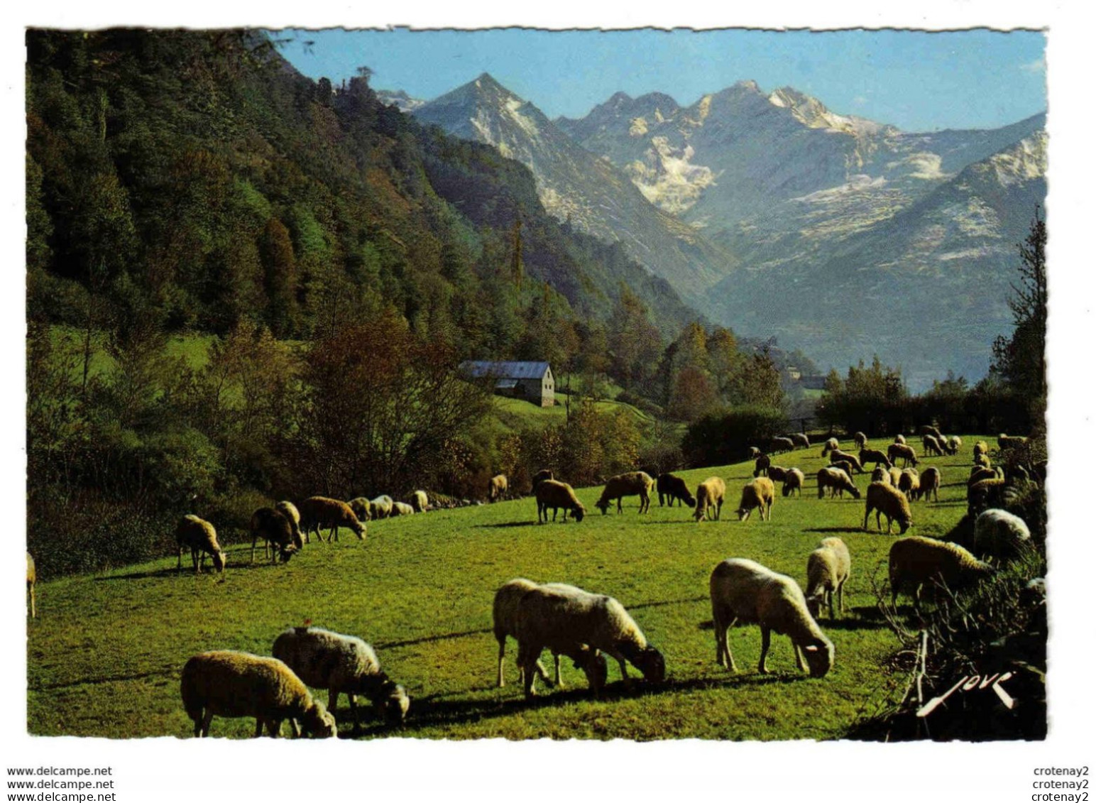 65 Vers Argelès Gazost N°3274 Pâturage Vallée Pic De L'Estibère Ou Estibète ? Troupeau De Moutons VOIR DOS - Argeles Gazost
