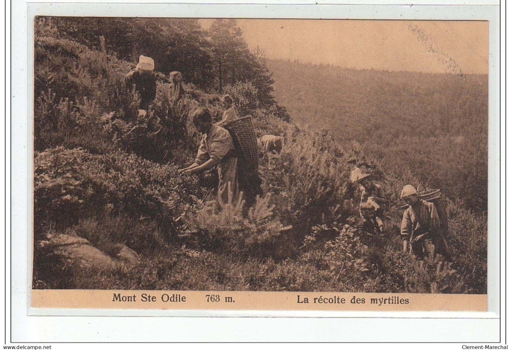 MONT SAINTE ODILE - La Récolte Des Myrtilles - Très Bon état - Sainte Odile