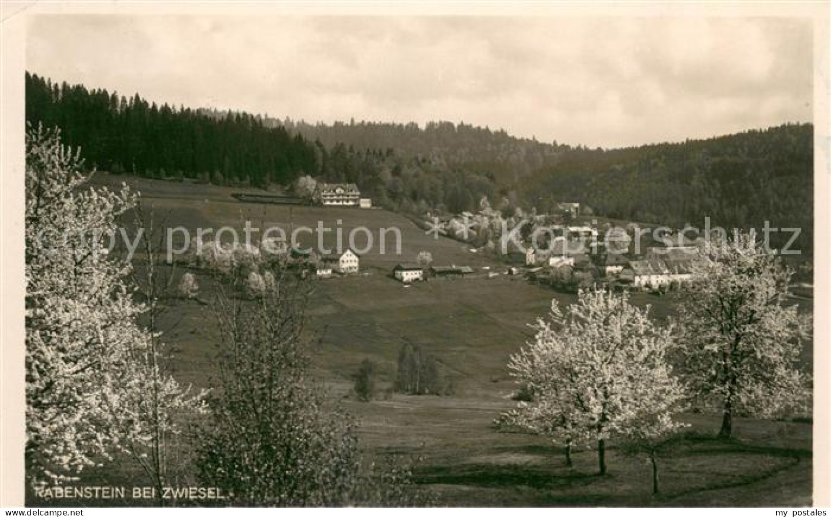 73624661 Rabenstein Zwiesel Kirschbl?te  Rabenstein Zwiesel - Zwiesel