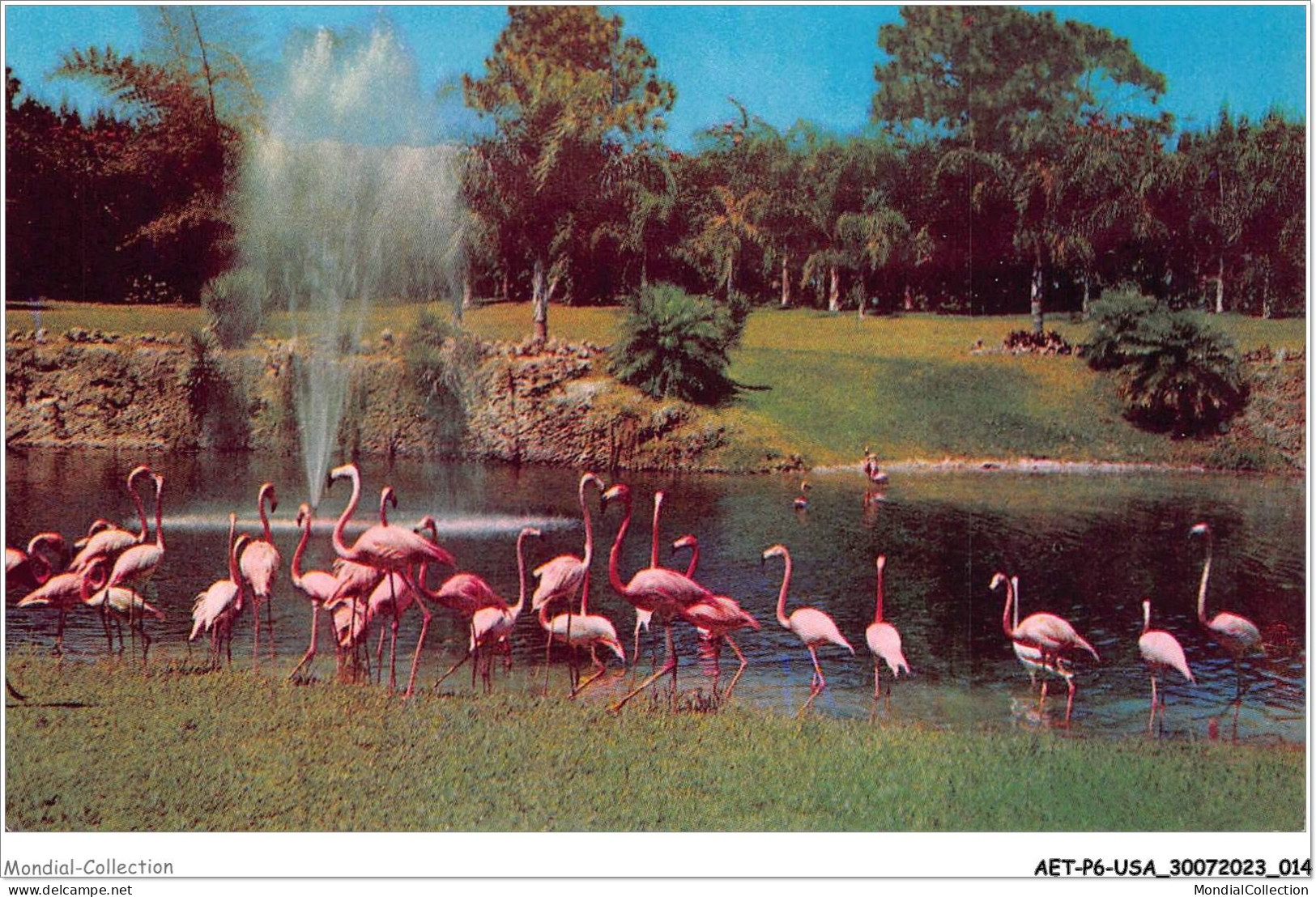 AETP6-USA-0442 - MIAMI - FLORIDA - Flamingos And Lake At The Parrot Jungle - Miami