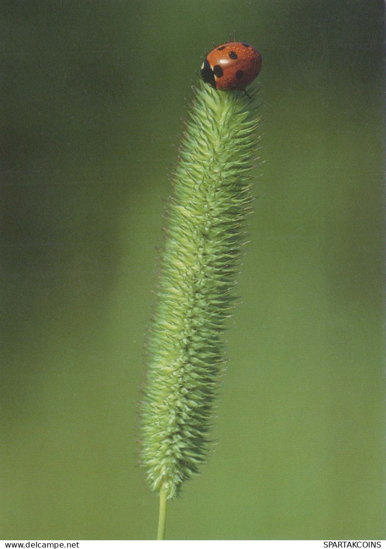 INSEKTEN Tier Vintage Ansichtskarte Postkarte CPSM #PBS485.DE - Insects