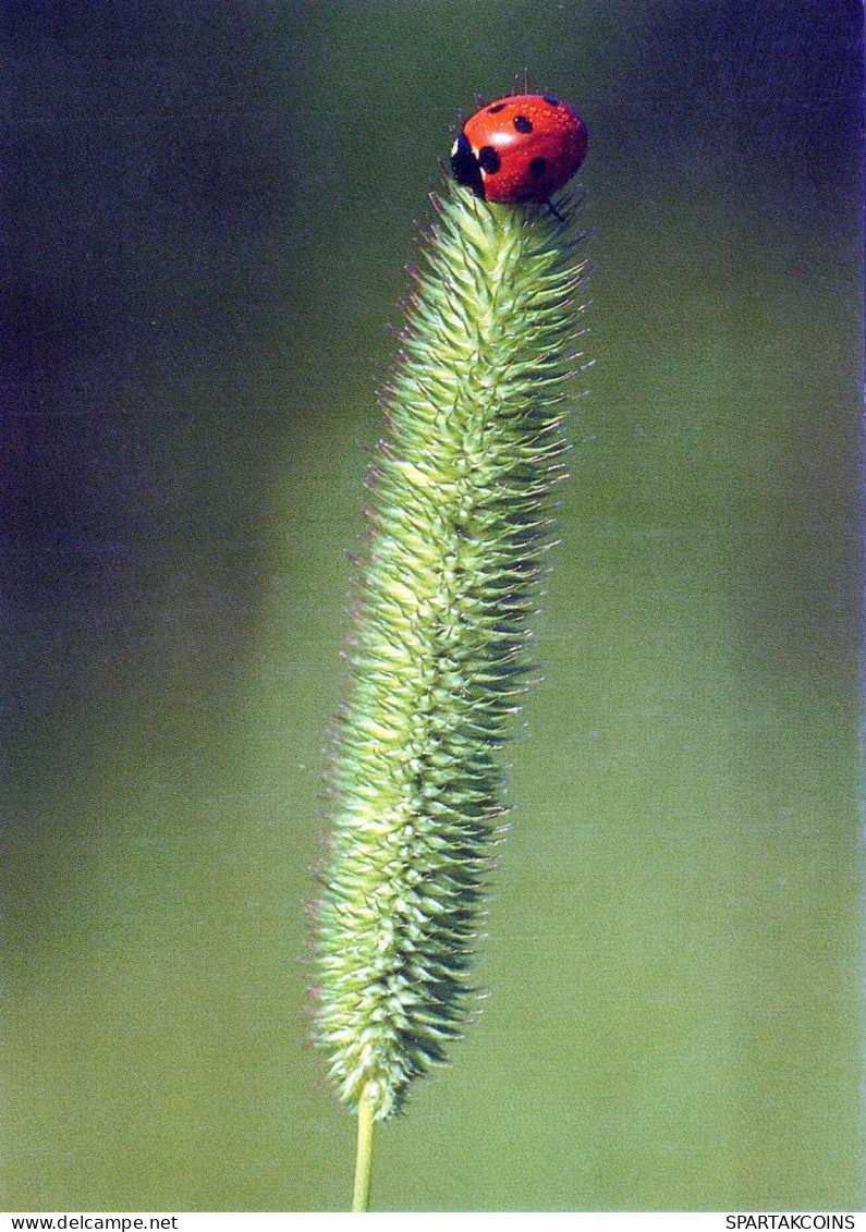 INSEKTEN Tier Vintage Ansichtskarte Postkarte CPSM #PBS485.DE - Insects