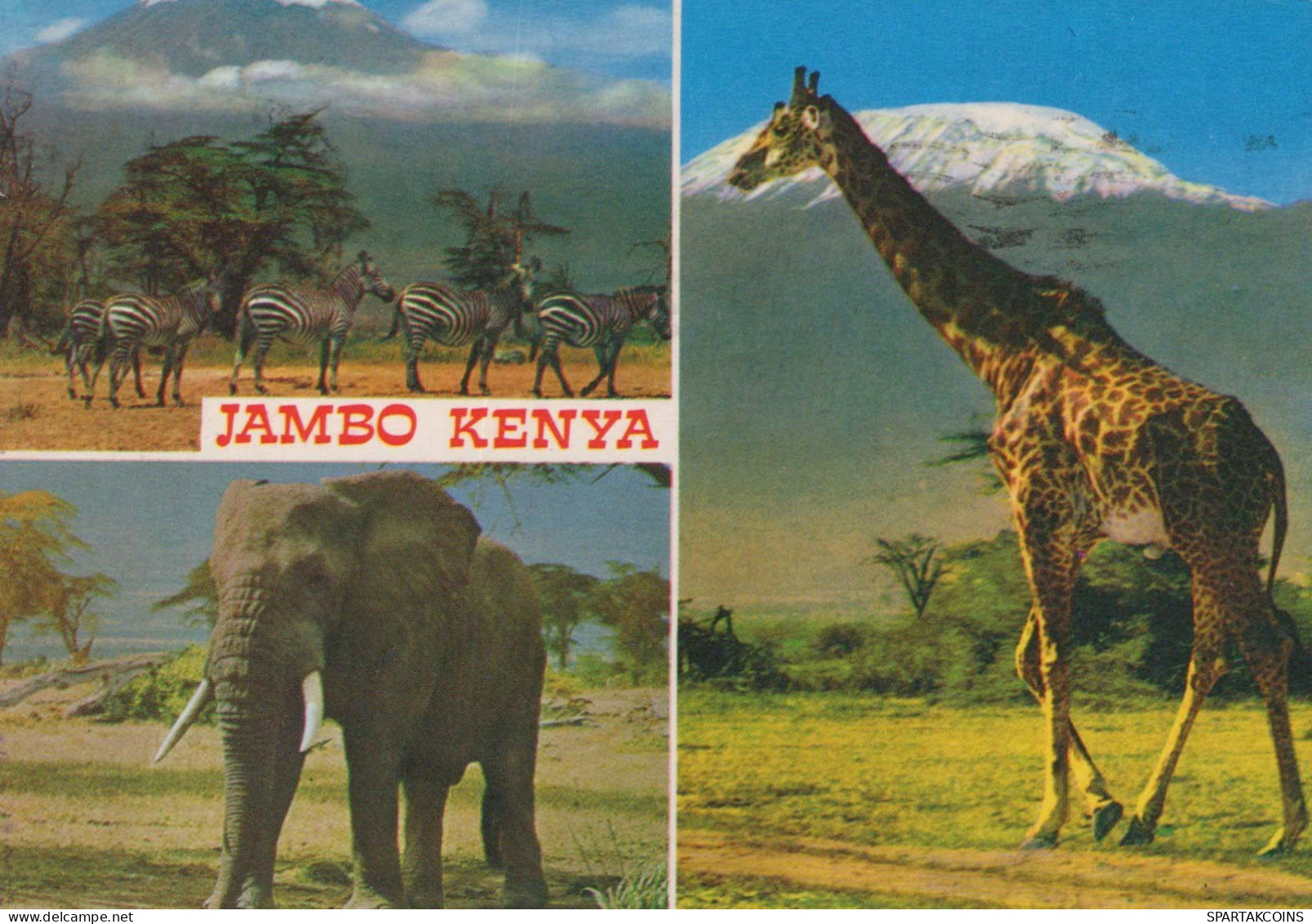 GIRAFE Animaux Vintage Carte Postale CPSM #PBS949.FR - Girafes