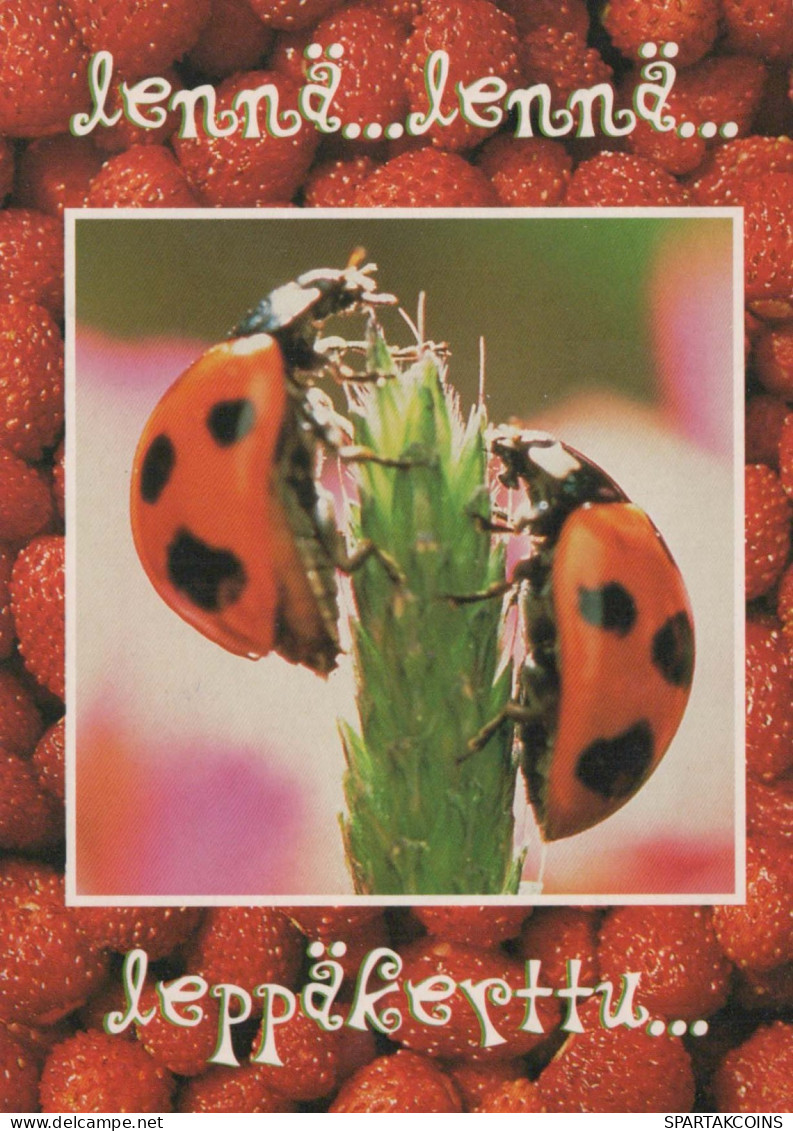 INSETTO Animale Vintage Cartolina CPSM #PBS486.IT - Insekten