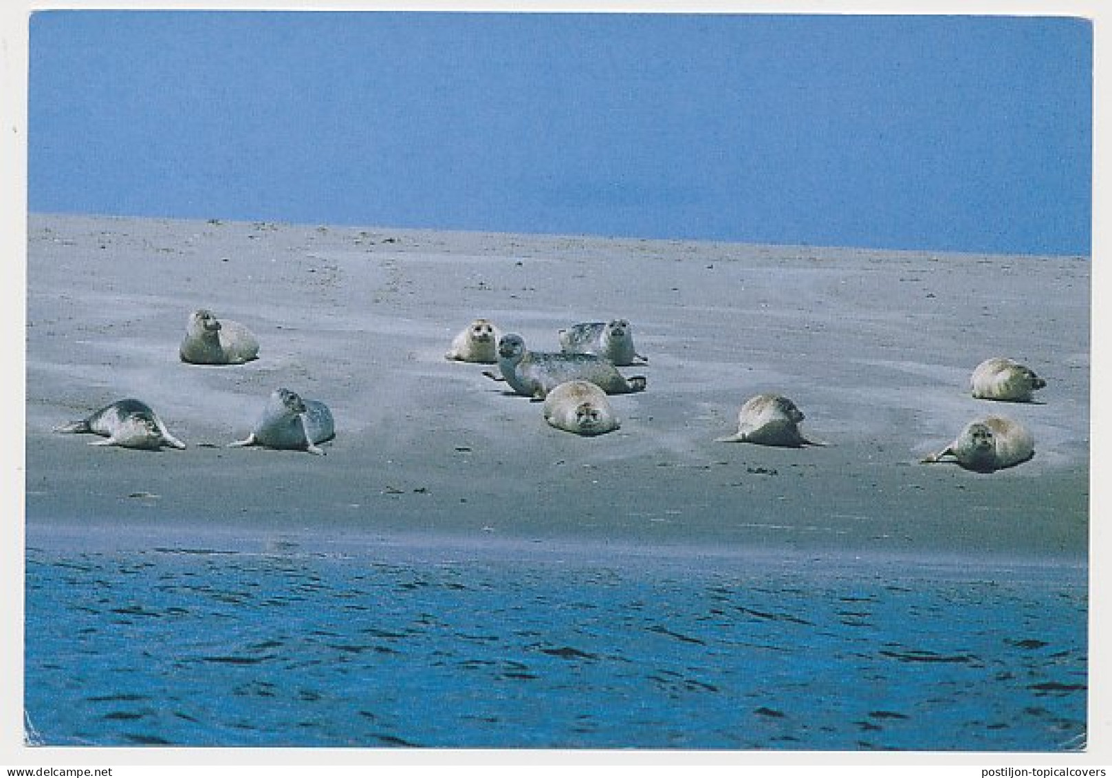 Meter Picture Postcard Netherlands 2000 Seal Sanctuary Pieterburen - Signed Lenie T Hart - Andere & Zonder Classificatie