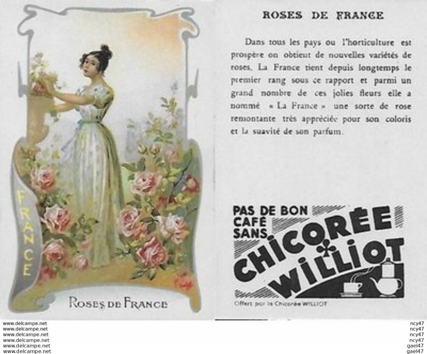 CHROMOS.  Chicorée WILLIOT.  France  "Roses De France"...S3134 - Thé & Café