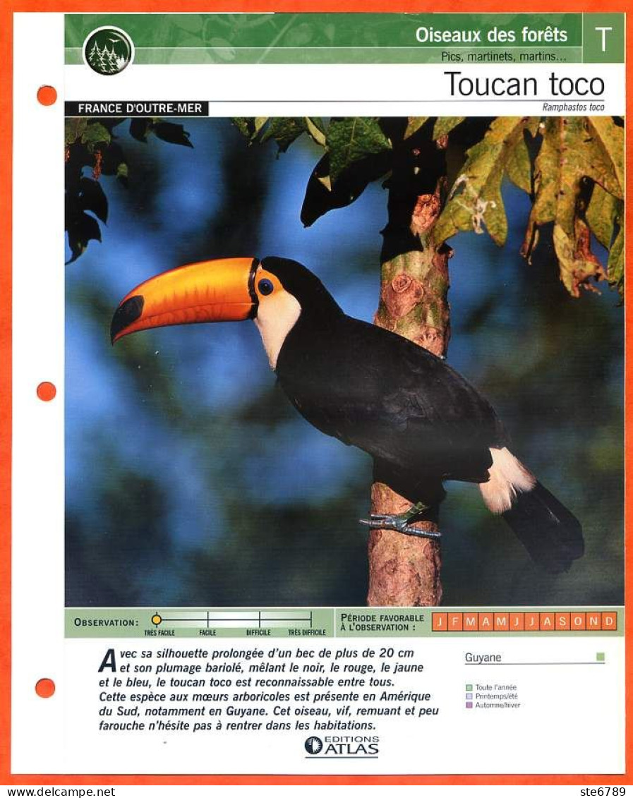 TOUCAN TOCO Oiseau Illustrée Documentée  Animaux Oiseaux Fiche Dépliante - Tiere