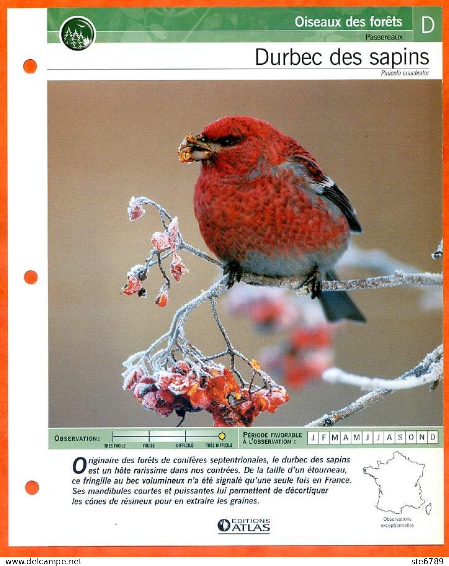 DURBEC DES SAPINS Oiseau Illustrée Documentée  Animaux Oiseaux Fiche Dépliante Animal - Tiere