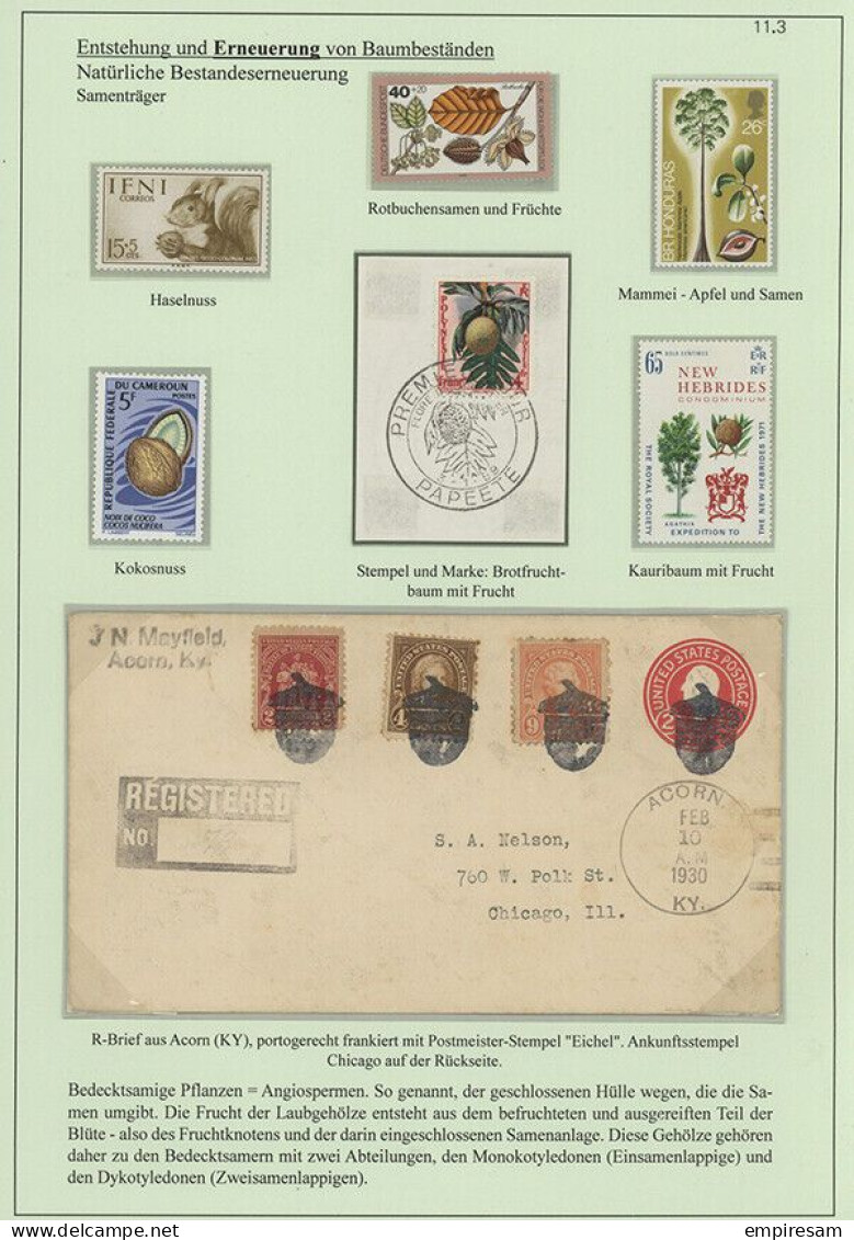Wood - Specialised Award Winning Stamp Collection - Ready To Exhibit - Other & Unclassified