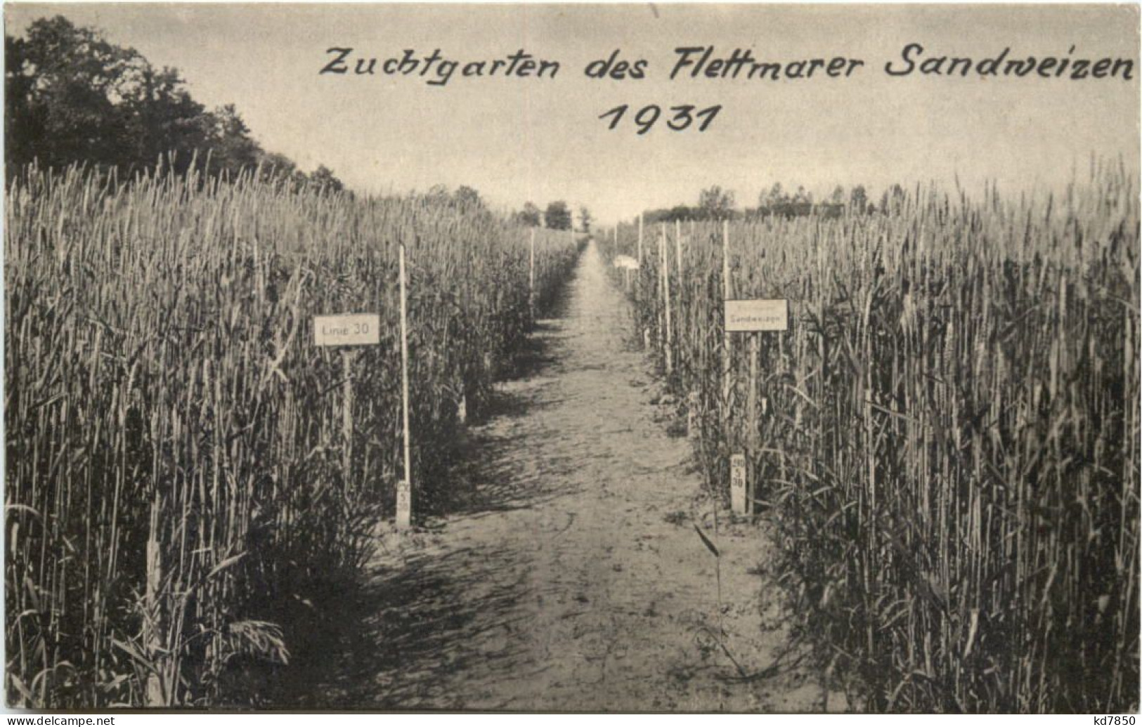 Flettmar - Flettmarer Sandweizen 1931 - Müden Aller - Gifhorn