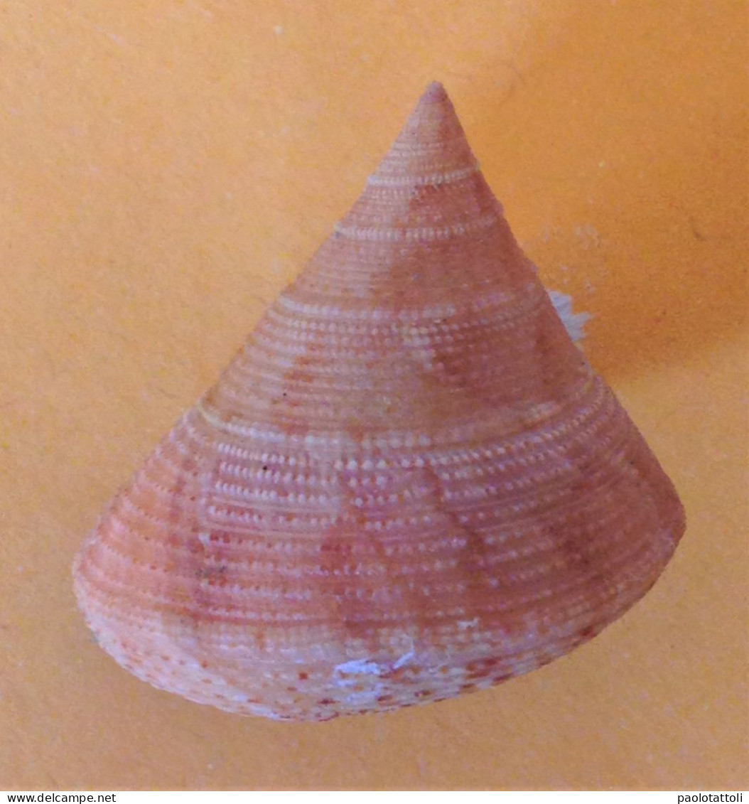 Calliostoma Granulatum ( Born, 1778)- 26.3x 24.9mm. Chioggia, Italy.Sept. 2020. Trawled On Muddy Groud Between 20-25 Mtr - Coquillages