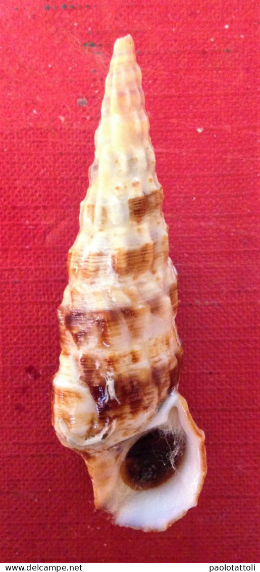 Cerithium Alucaster ( Brocchi,1814)- 61,1x 19mm. Chioggia, Italy. Dredged Alive At 20-25 Mtrs Depth - Seashells & Snail-shells