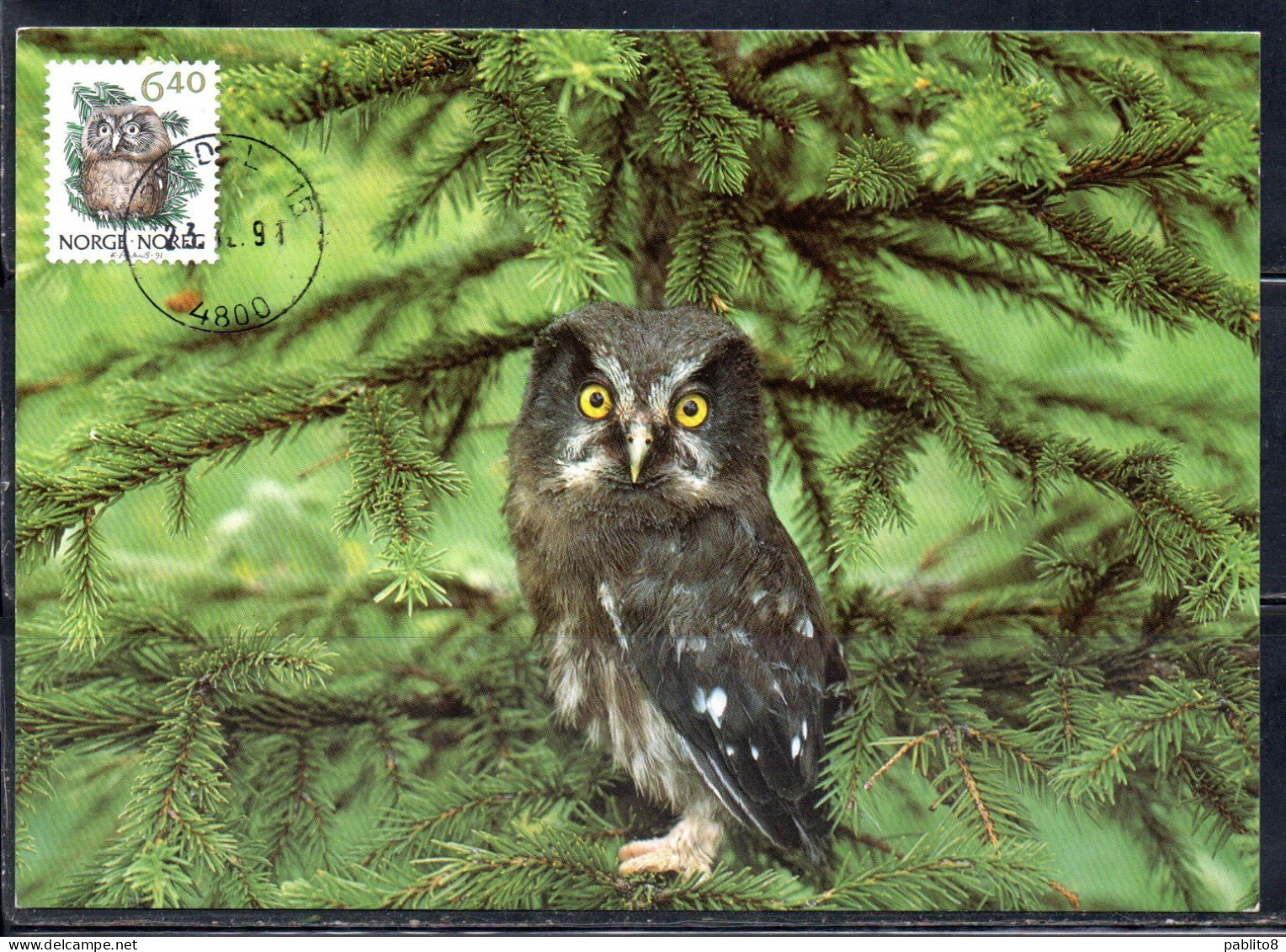 NORWAY NORGE NORVEGIA NORVEGE 1991 FAUNA OWL 6.40k MAXI MAXIMUM CARD CARTE - Maximumkaarten