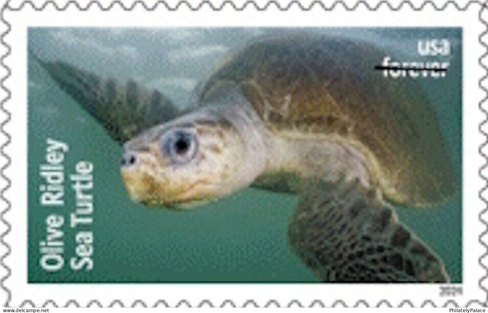 USA 2024 Protect Sea Turtles,Oilve Ridley,Animal, Perforated ,Set Of 6v, MNH (**) - Ungebraucht