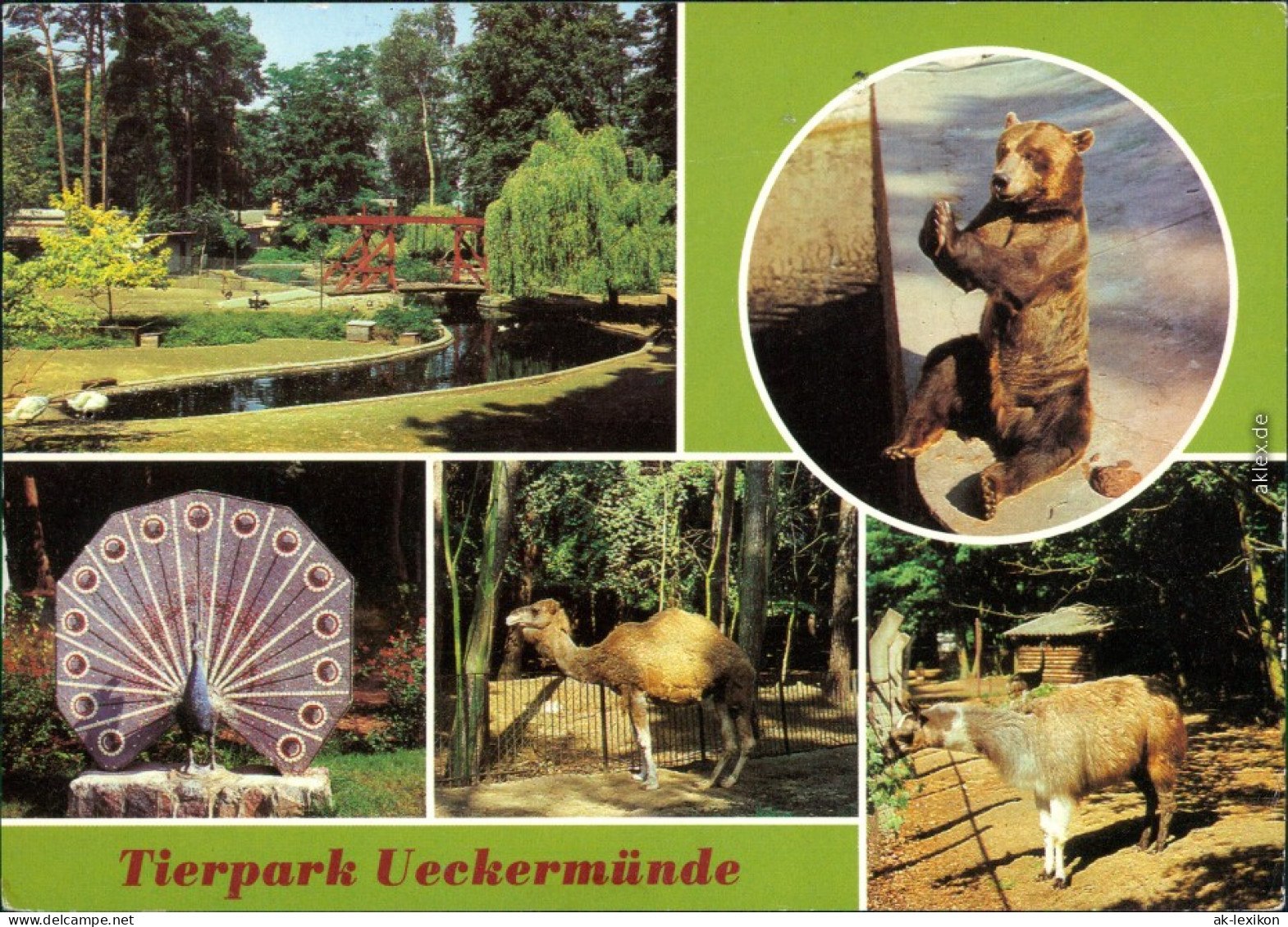 Ueckermünde Tierpark Ansichtskarte G1982 - Ückermünde