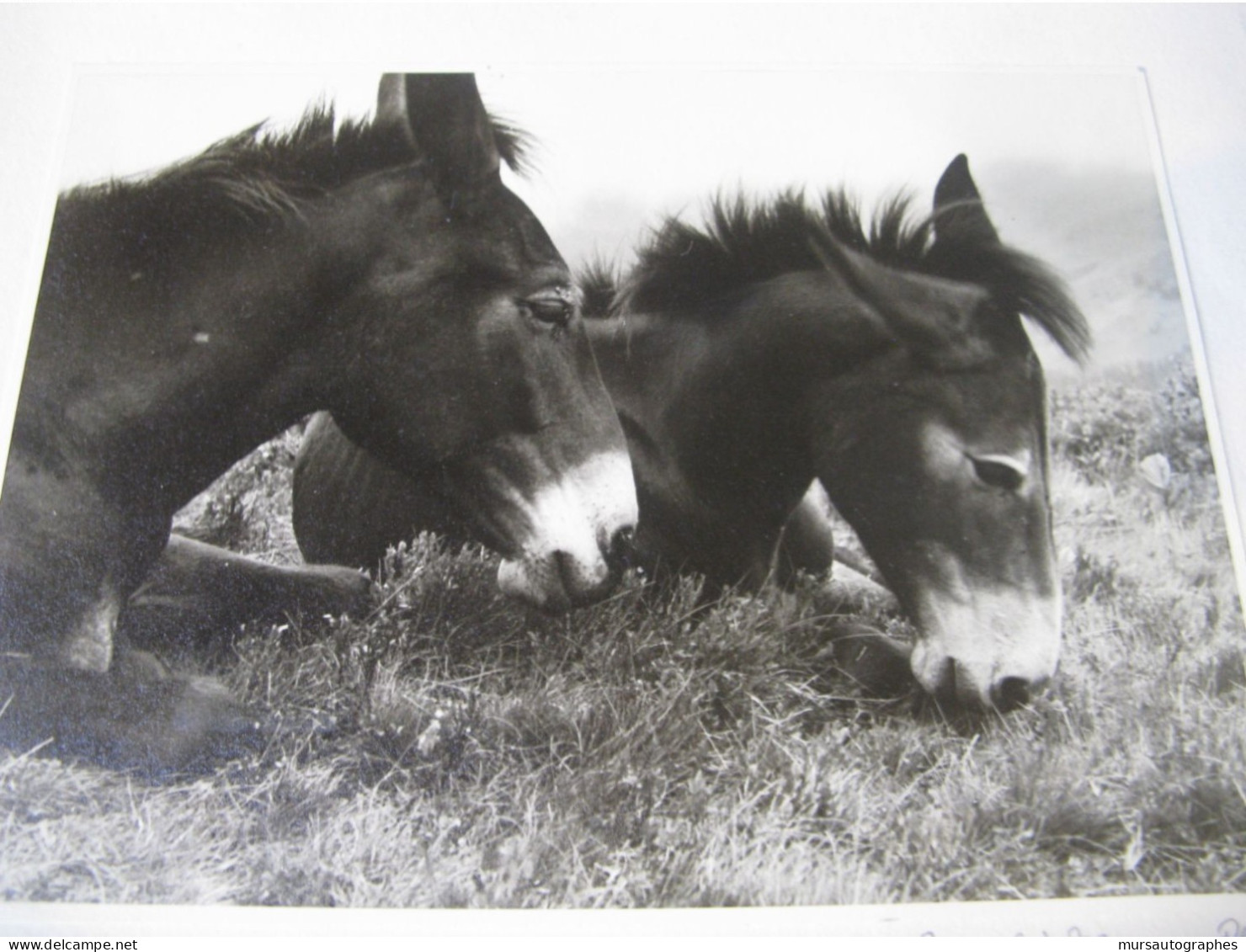 BELLE PHOTOGRAPHIE N&B "DEUX MULETS" Vers 1940-50 Signé ANNELIES MANN - Dédicacées