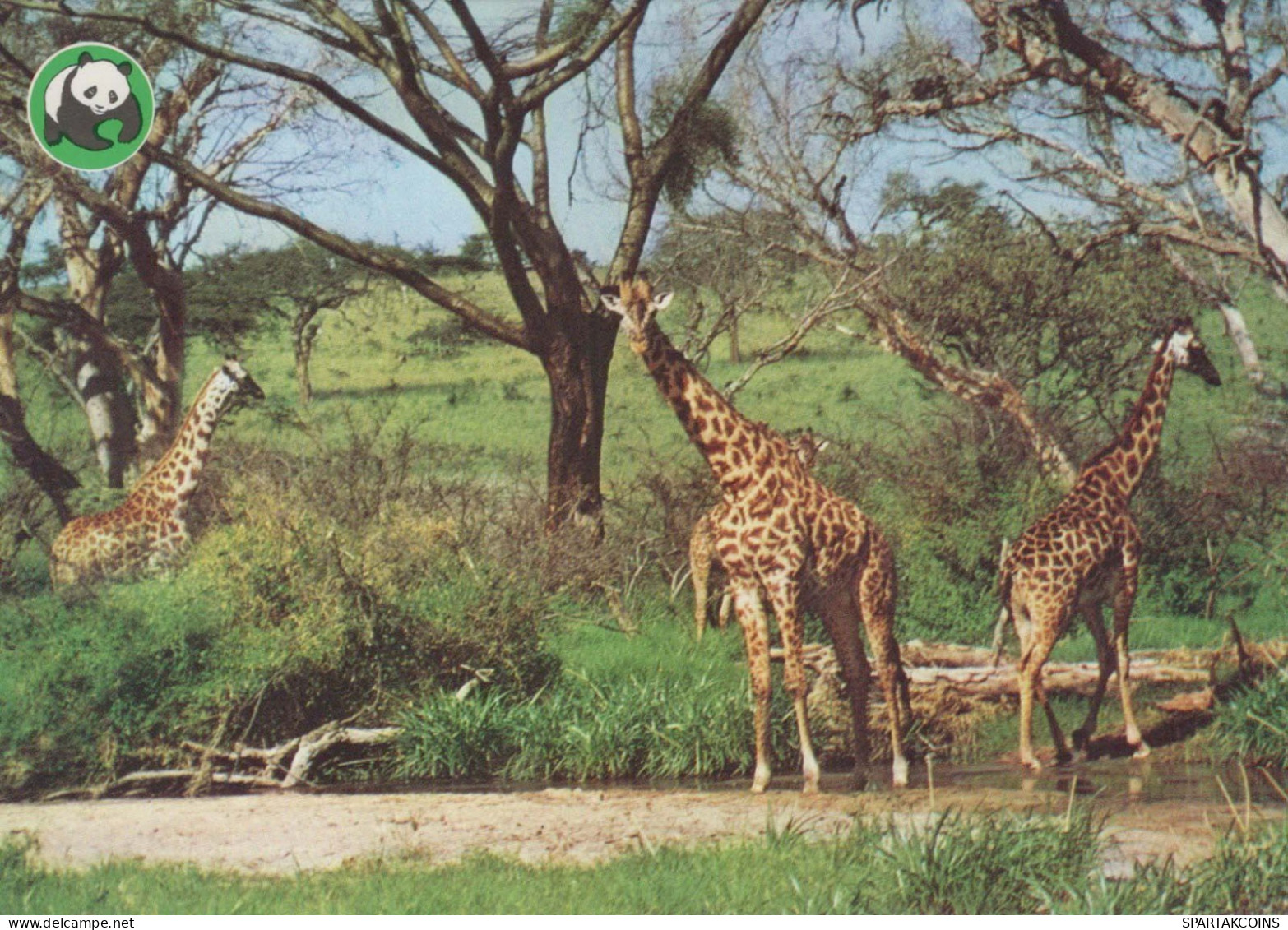 GIRAFFE Animale Vintage Cartolina CPSM #PBS961.IT - Girafes