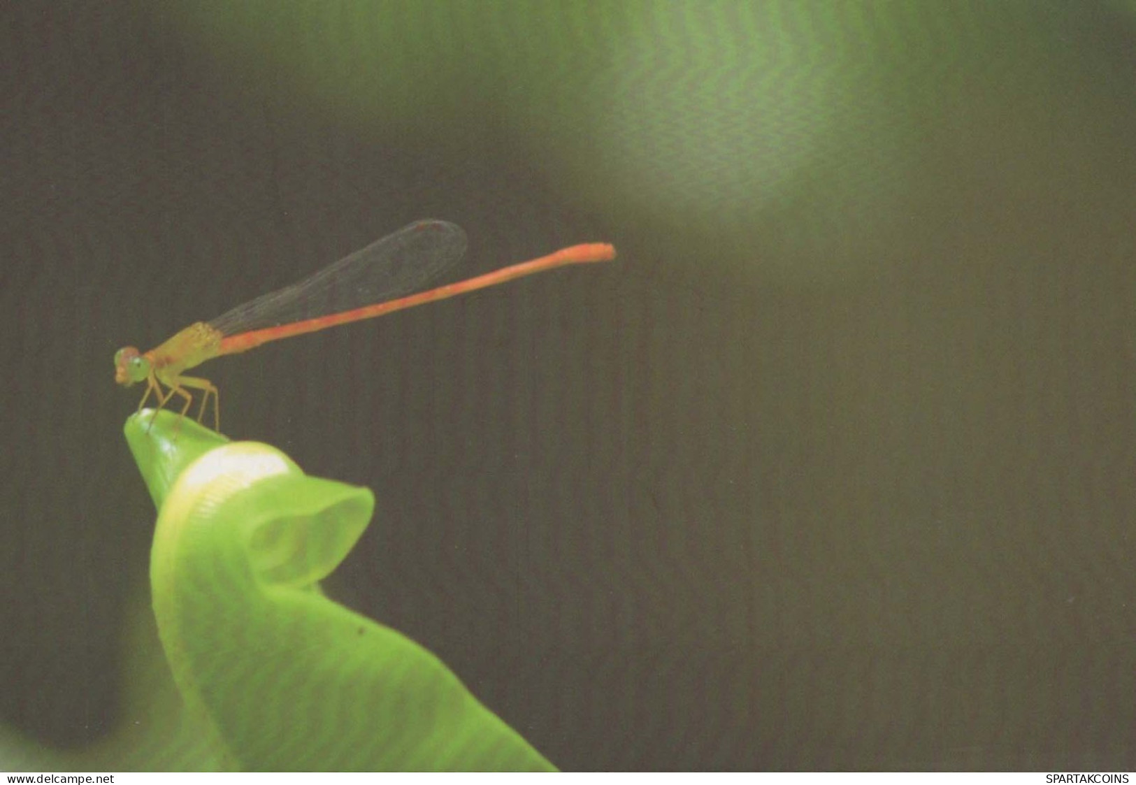 INSECTES Animaux Vintage Carte Postale CPSM #PBS490.FR - Insekten