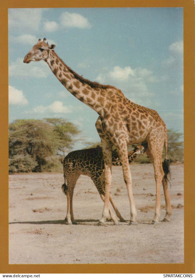 GIRAFFE Animals Vintage Postcard CPSM #PBS955.GB - Giraffes