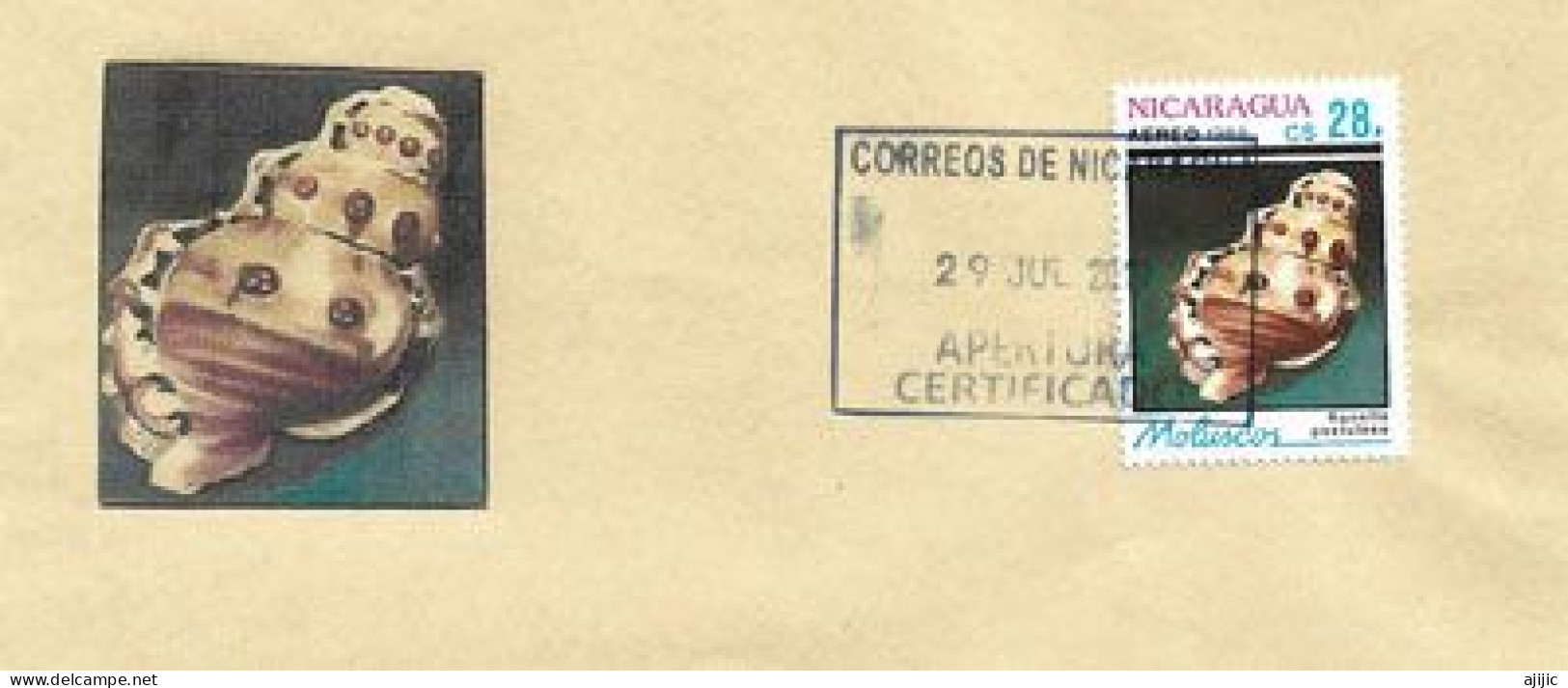 La Ranella Du Nicaragua, Sur Lettre Nicaragua - Schelpen