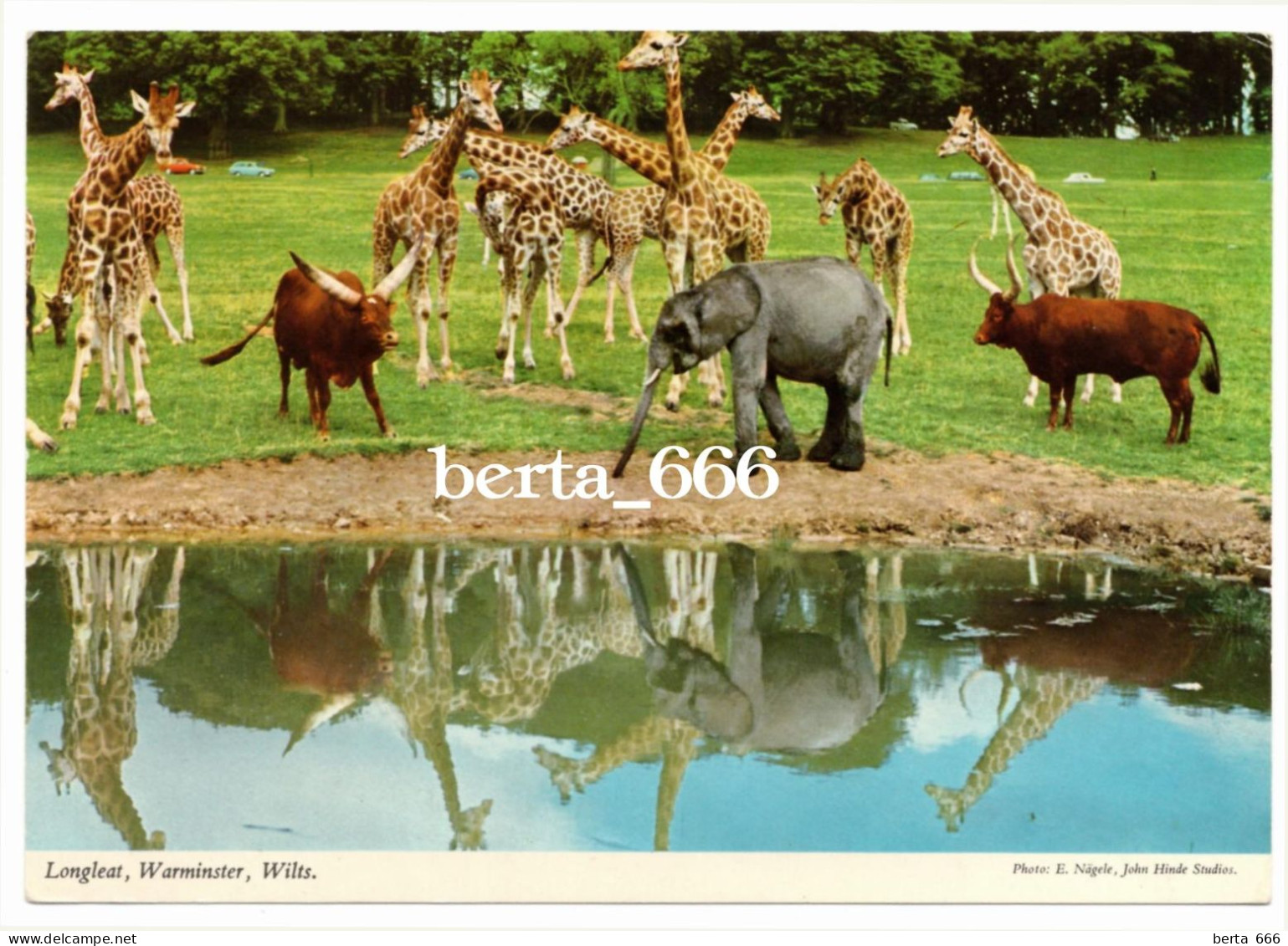 Animals * Giraffes * Elephant * East African Game Park, Longleat * John Hinde Postcard - Girafes