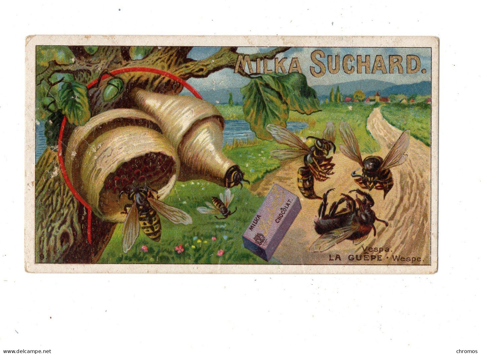 Chromo Chocolat Suchard S 172 / 9, Insects, La Guêpe - Suchard