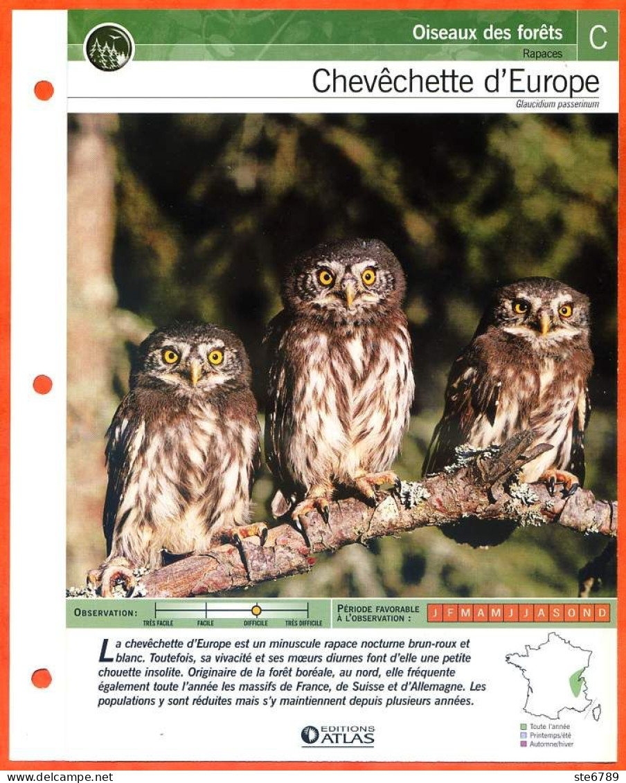 CHEVECHETTE D'EUROPE Oiseau Illustrée Documentée  Animaux Oiseaux Fiche Dépliante Animal - Tiere