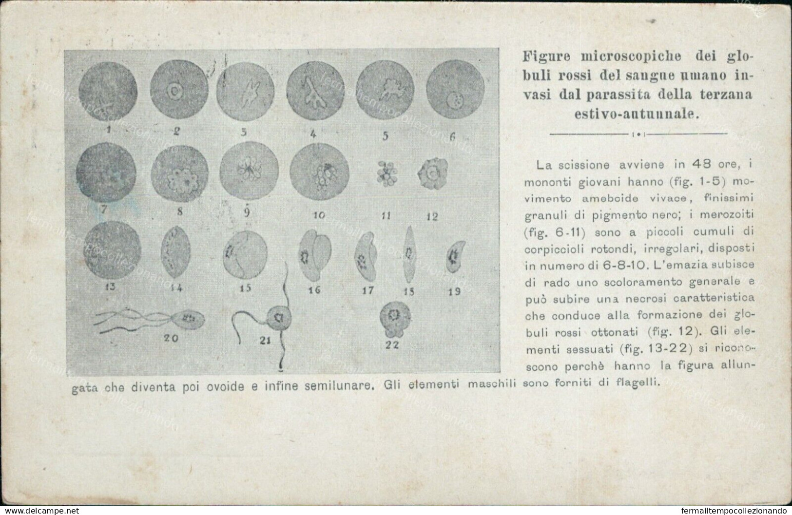 Cr183 Cartolina Propaganda Antimalarica Benevento Caserta Eboli Sede Portici - Benevento