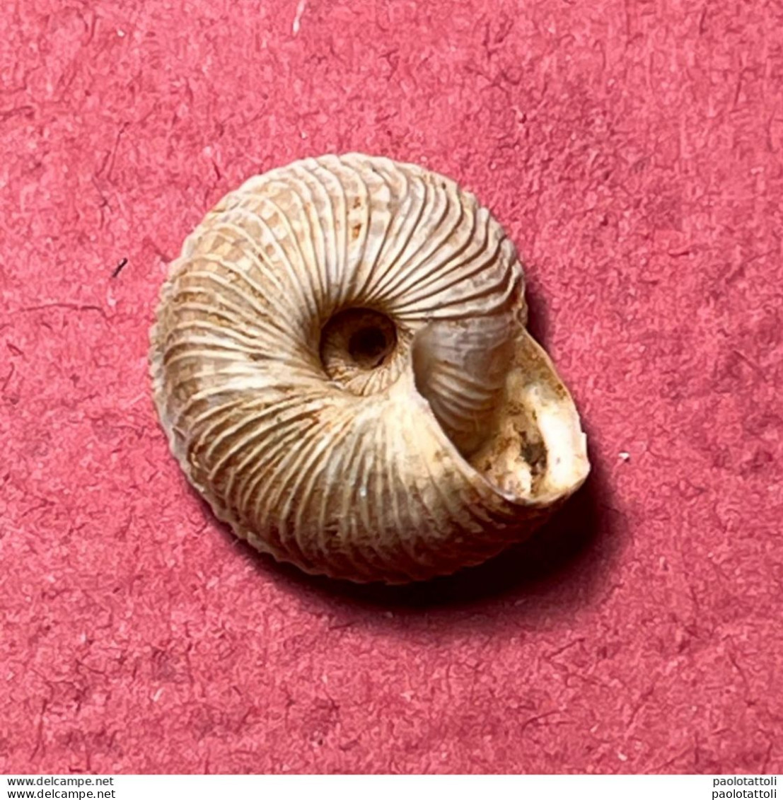 Land Snail- Cernuella Rugosa ( Lamarck , 1822)- 1998. Trapani, Sicily, Italy . Alive Taken Among Shrubs 10,5 X 5,2mm - Seashells & Snail-shells