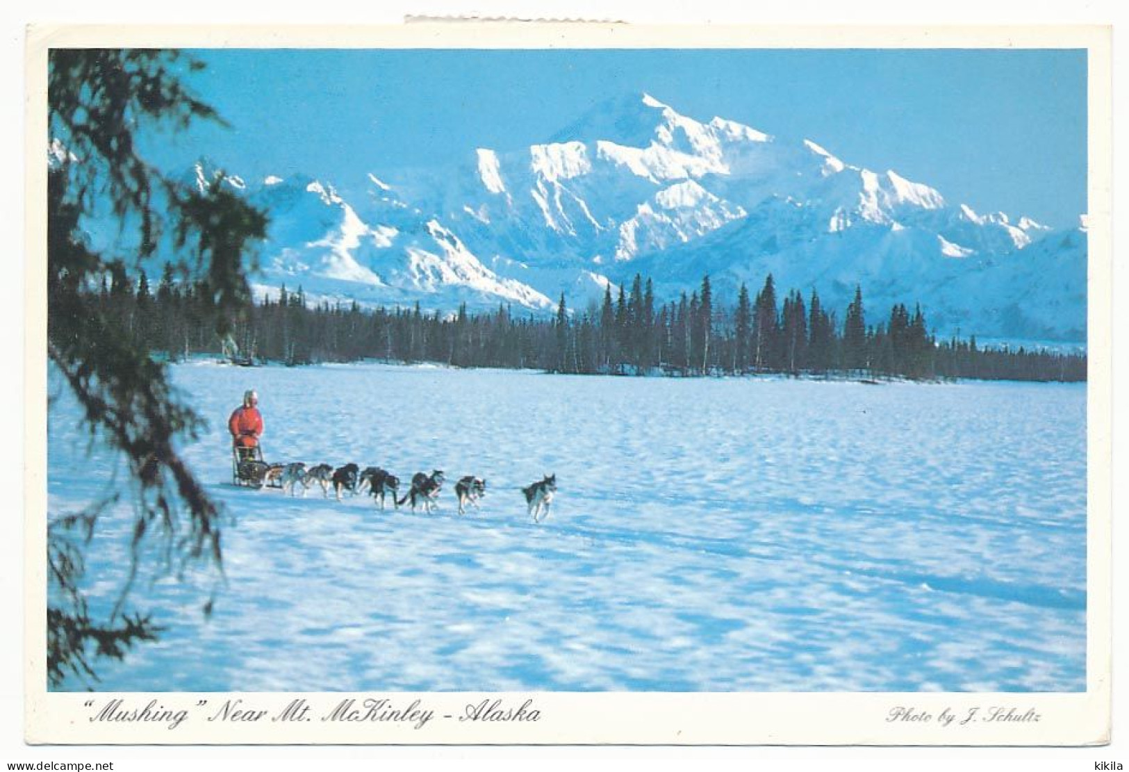 CPSM 10.5 X 15 Etats Unis USA (24) Alaska Mt MCKINLEY  Mushing  Chiens De Traineau World Famous Musher Joe Redington And - Altri & Non Classificati