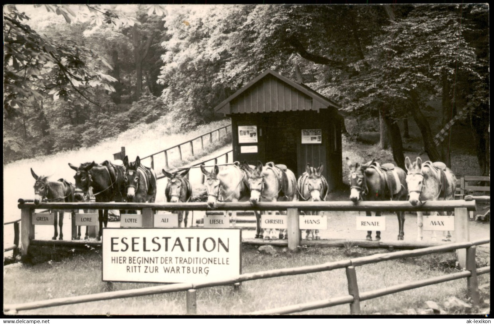 Ansichtskarte Eisenach ESELSTATION RITT ZUR WARTBURG 1950 - Eisenach