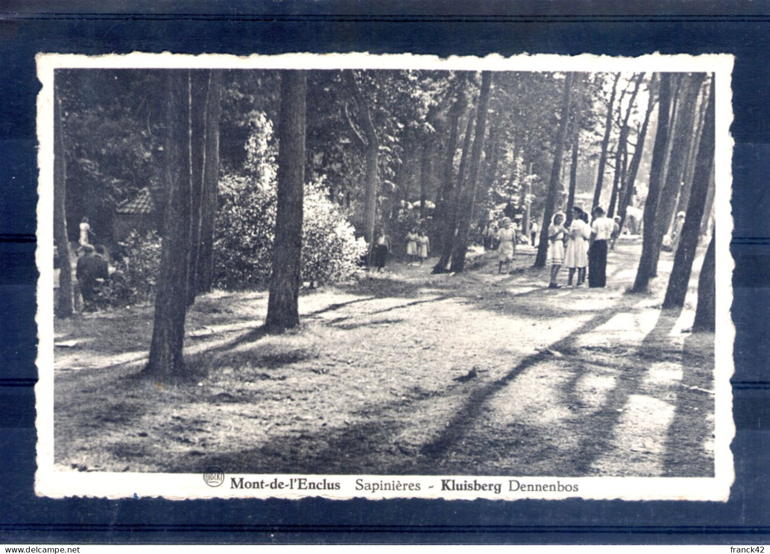 Belgique. Mont De L'enclus. Sapinieres - Mont-de-l'Enclus