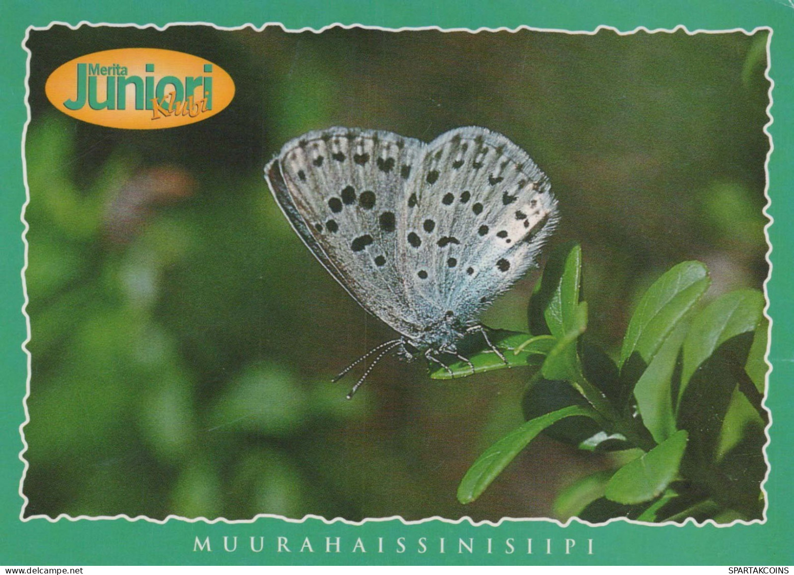 PAPILLONS Animaux Vintage Carte Postale CPSM #PBS435.FR - Butterflies