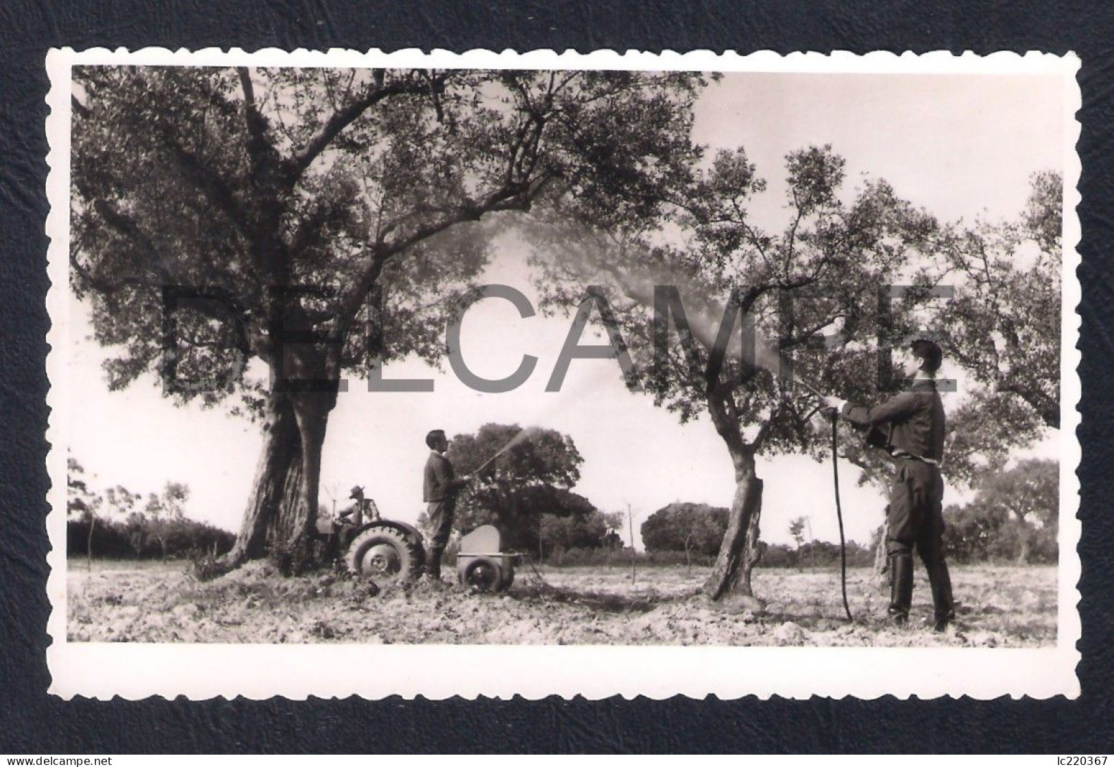 REAL PHOTO POSTCARD PORTUGAL SANTARÉM ESCOLA DE REGENTES AGRICOLAS DE SANTARÉM - PRÁTICA DE PATOLOGIA VEGETAL - 1940'S - Santarem