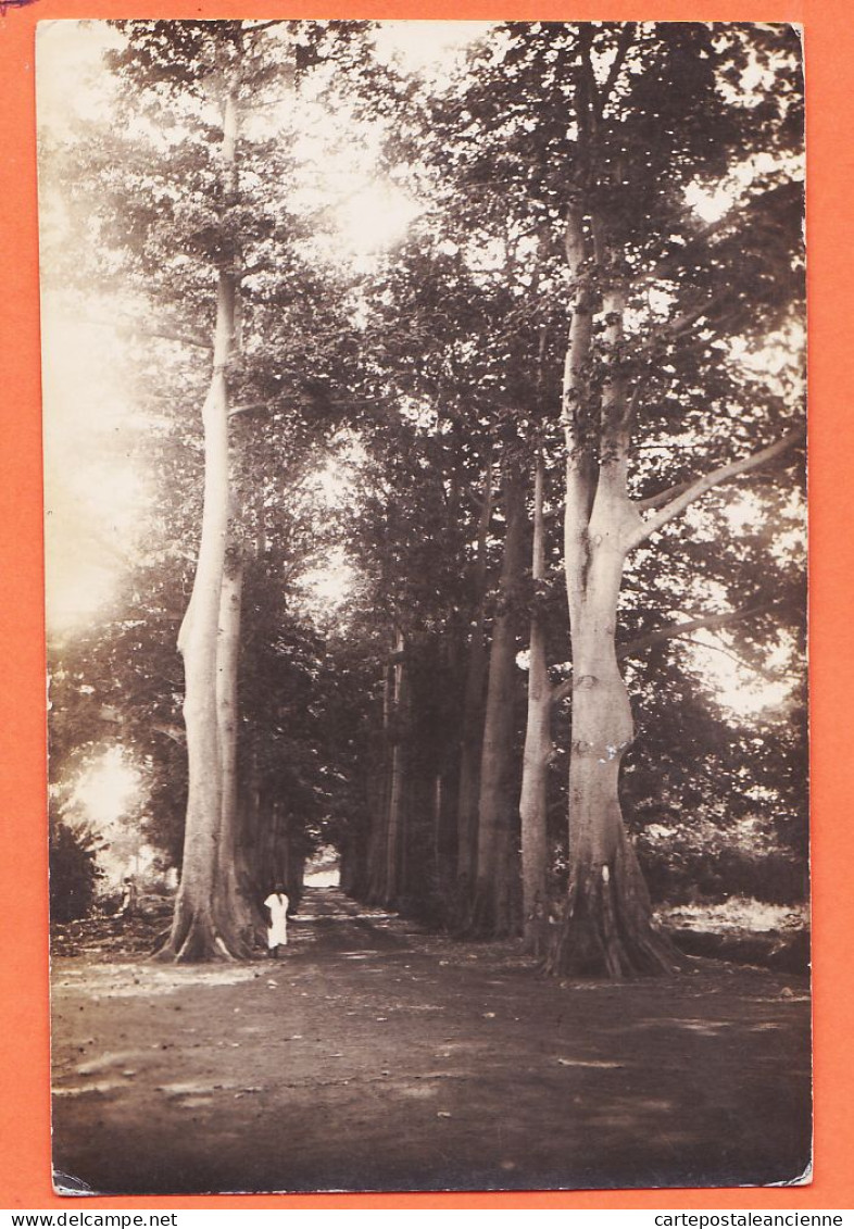 08023 ● Carte-Photo AFRIQUE à Localiser Allée Grand Arbre 1910s  - Maurice