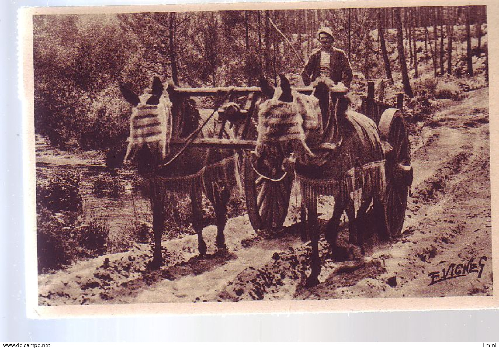 41 - PAYS LANDAIS - ATTELAGE DE MULES EN ETE - ANIMÉE - - Mimizan Plage