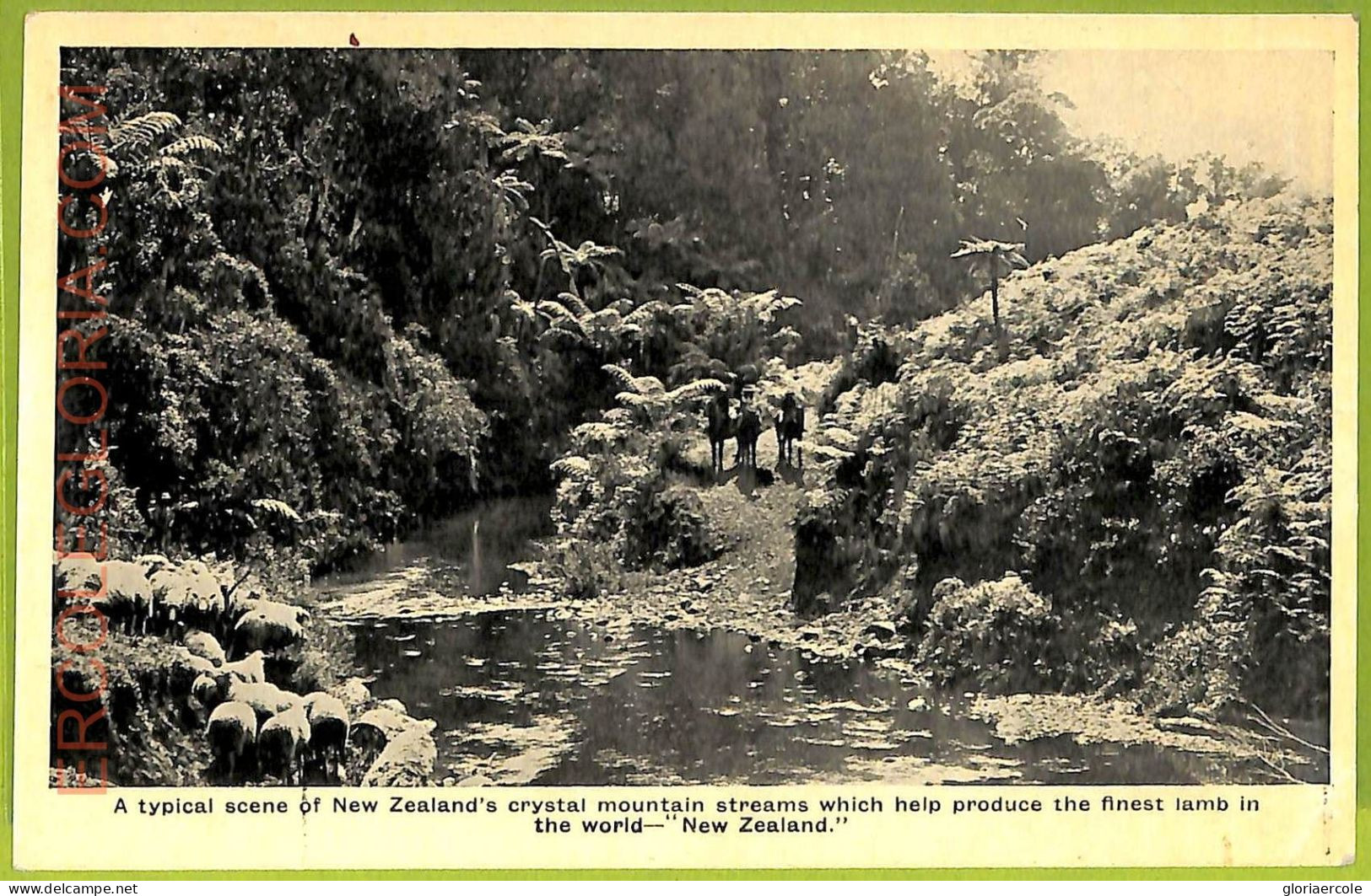 Ae9189 - NEW ZEALAND - VINTAGE POSTCARD - Nouvelle-Zélande