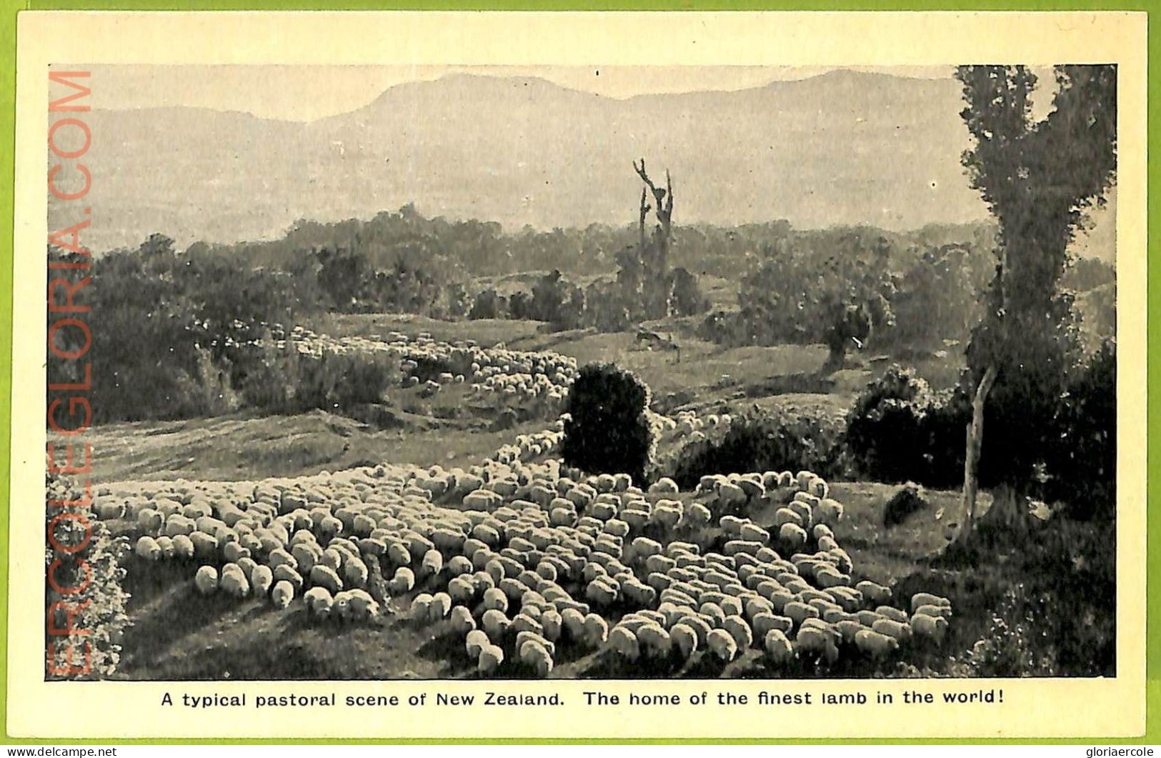 Ae9191 - NEW ZEALAND - VINTAGE POSTCARD-The Home Of The Finest Lamb In The World - Nueva Zelanda